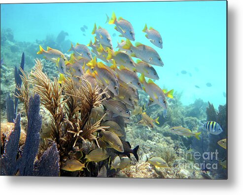 Underwater Metal Print featuring the photograph Conch Pillars 3 by Daryl Duda