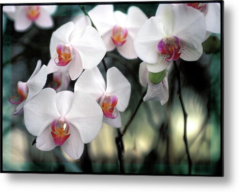 White Orchids Metal Print featuring the photograph Convocation of Orchids by Bruce Frank
