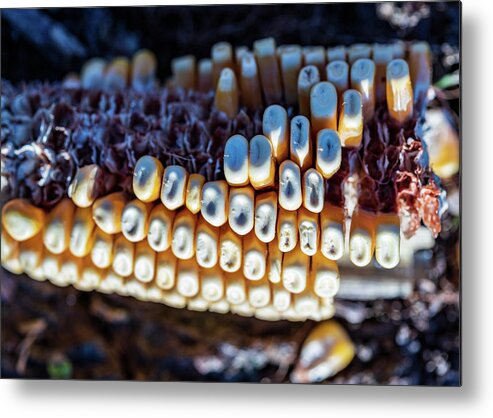 Corn Metal Print featuring the photograph Corn Cob Close Up by Amelia Pearn