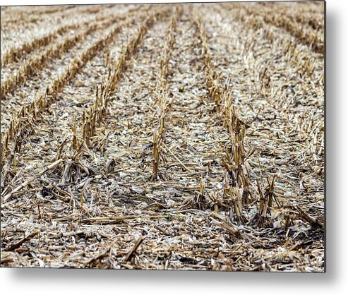 Field Metal Print featuring the photograph Corn Field by Amelia Pearn