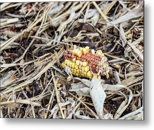 Corn Metal Print featuring the photograph Corn in the Field by Amelia Pearn