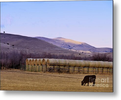 Scenic Metal Print featuring the photograph Cow and Hay Bales in Autumn by Kae Cheatham