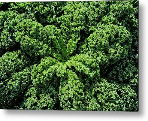 Curly Kale Metal Print featuring the photograph Curly Kale by Maria Meester