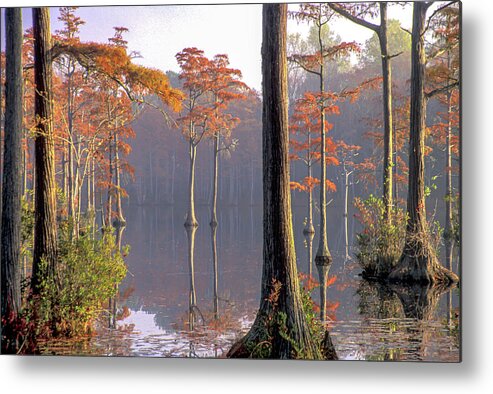 Cypress Pond Metal Print featuring the photograph Cypress Pond by Jim Dollar