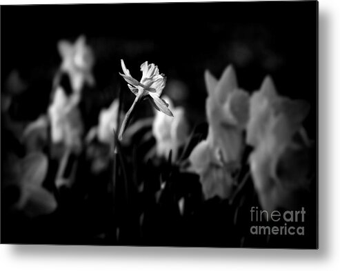 Midwest America Metal Print featuring the photograph Daffodils in Black and White by Frank J Casella