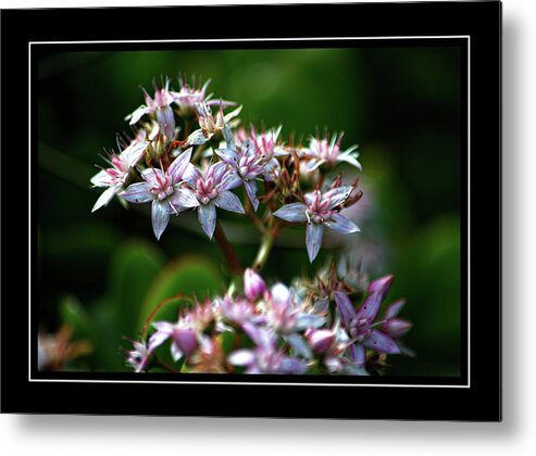 Beauty Metal Print featuring the photograph Delicate Perfection by Michelle Liebenberg