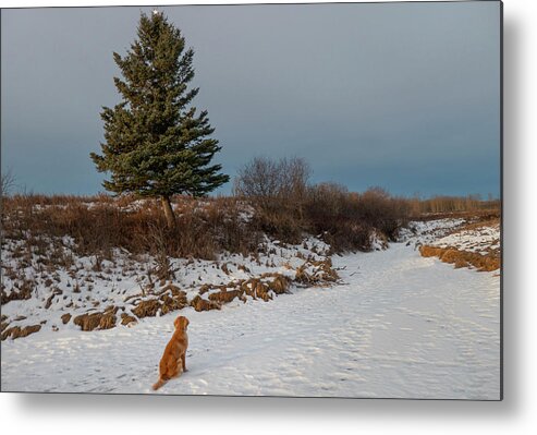 Christmas Tree Metal Print featuring the photograph dog and nature's Christmas tree by Phil And Karen Rispin