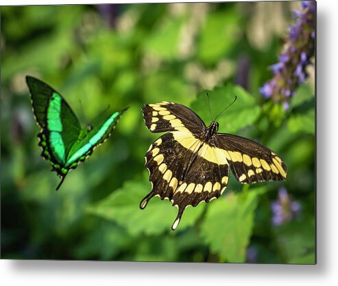 Swallowtail Metal Print featuring the photograph Double Beauty by Laura Hedien