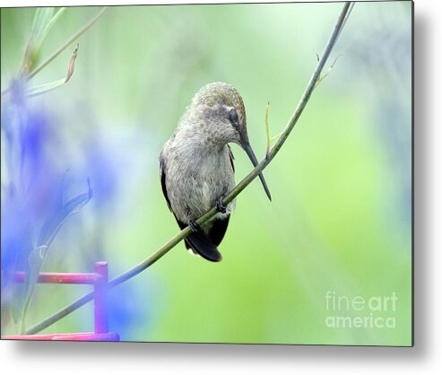Kmaphoto Metal Print featuring the photograph Dozing Hummingbird by Kristine Anderson