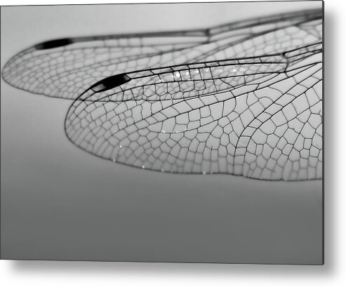 Dragonfly Metal Print featuring the photograph Dragonfly Wings by Sally Bauer