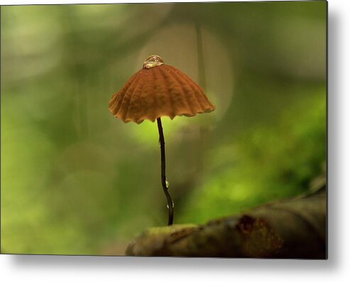 Fungus Metal Print featuring the photograph Droplet and the Mushroom, North Carolina fungus in the Uwharrie National Forest by Eric Abernethy