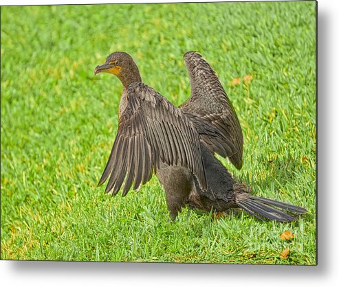 Everglades Birds Metal Print featuring the photograph Dry'n Out by Judy Kay