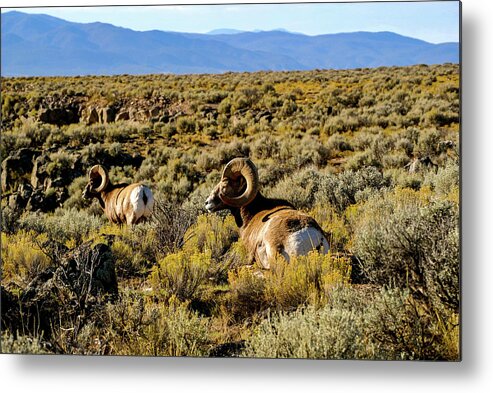 Bighorn Sheep Metal Print featuring the photograph Wild Bighorn Sheep - New Mexico by Earth And Spirit