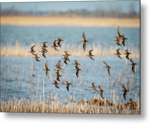 Birds Metal Print featuring the photograph Dunlin flyby by Greg Croasdill