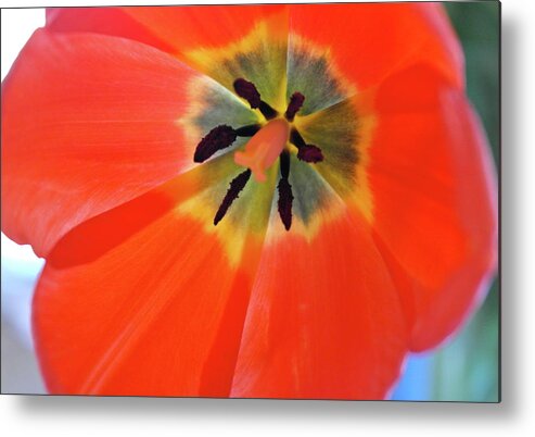 Tulip Metal Print featuring the photograph Dutch Umbrella by Michele Myers