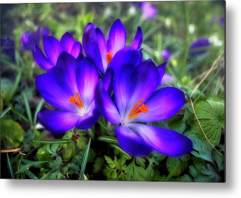 Flower Metal Print featuring the photograph Early Crocus by Micah Offman