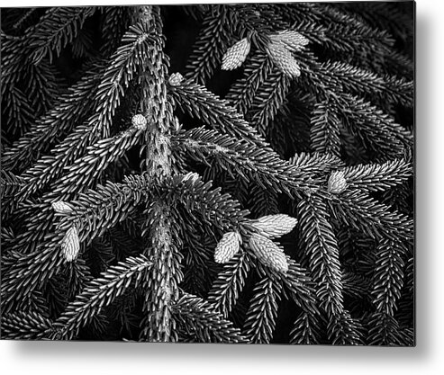 Pine Metal Print featuring the photograph Early Growth Pine Cones On Tree Branches by Gary Slawsky