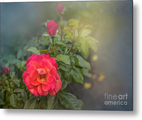 Rose Metal Print featuring the photograph Early Morning Roses by Shelia Hunt