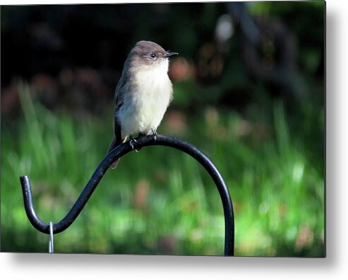 Birds Metal Print featuring the photograph Eastern Phoebe by Linda Stern
