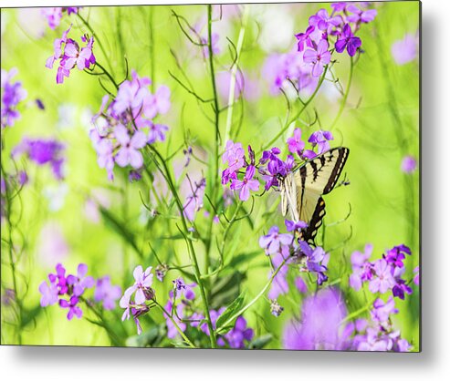 Animals Metal Print featuring the photograph Eastern Tiger Swallowtail Butterfly 3 - Nature Photography by Amelia Pearn