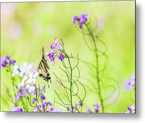 Animals Metal Print featuring the photograph Eastern Tiger Swallowtail Butterfly - Nature Photography by Amelia Pearn