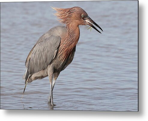 Reddish Egret Metal Print featuring the photograph Eating a Fish May Need Greater Efforts by Mingming Jiang