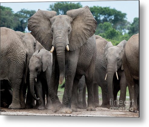 Elephants Metal Print featuring the photograph The Last Charge by Cameron Anderson Raffan