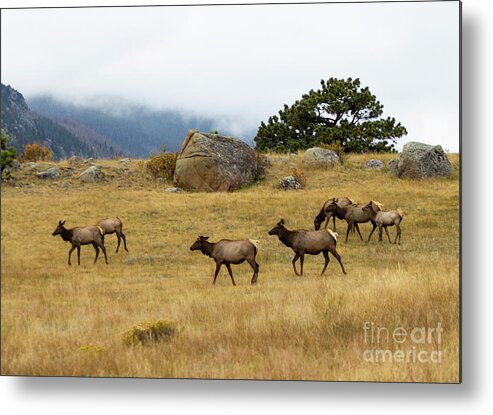 Elk Metal Print featuring the photograph Elk Herd on a Foggy Rocky Mountain Evening by Steven Krull