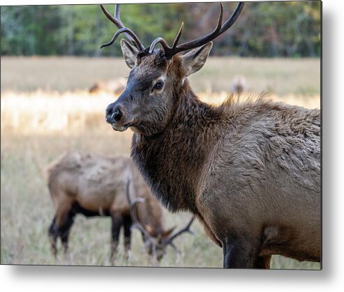 Elk Portrait Metal Print featuring the photograph Elk Of Cataloochee Valley by Mark Papke