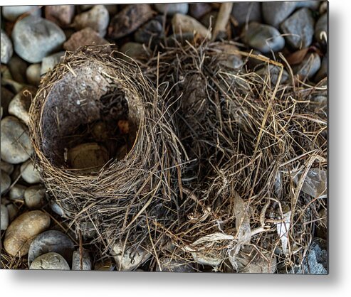 Animals Metal Print featuring the photograph Empty Nest - Wildlife Photography 2 by Amelia Pearn