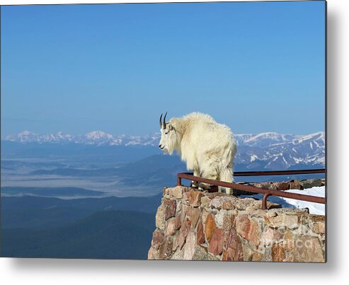 Mountain Goat Metal Print featuring the photograph Enjoying the View by Shirley Dutchkowski