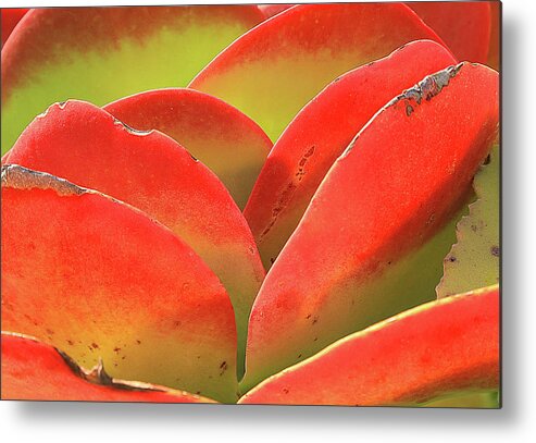 Flower Metal Print featuring the photograph Exotic Succulent by Tina M Daniels  Whiskey Birch Studios
