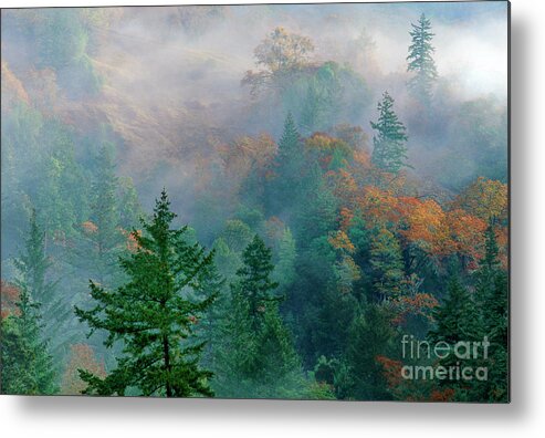 Dave Welling Metal Print featuring the photograph Fall Color In Fog California by Dave Welling