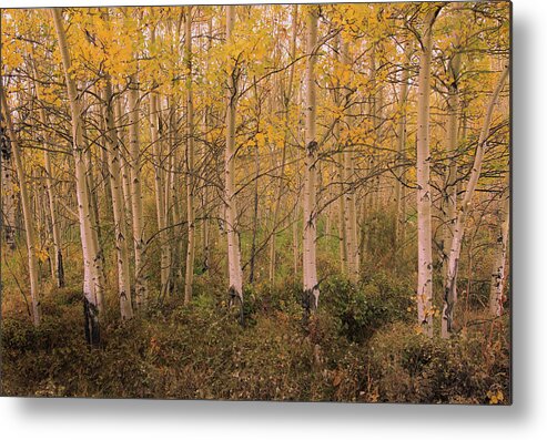 Fall Metal Print featuring the photograph Fall Colors 3 by Phil And Karen Rispin