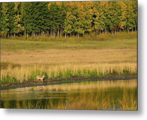 Coyote Metal Print featuring the photograph Fall Landscape With Coyote by Phil And Karen Rispin