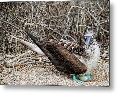 Blue-footed Booby Metal Print featuring the photograph Female Blue-footed Booby nesting by Henri Leduc