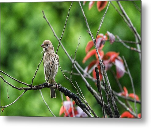 House Finch Metal Print featuring the photograph Female House Finch by Evan Foster