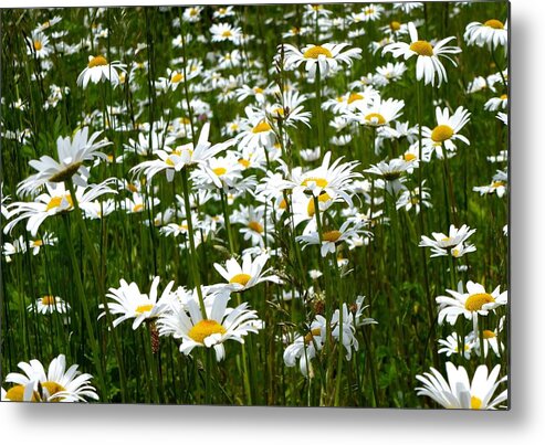 Shasta Daisy Metal Print featuring the photograph Field of Daisies by Lynn Hunt
