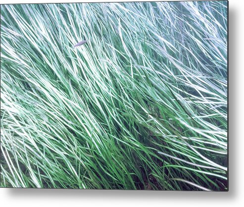 Underwater Metal Print featuring the photograph Fish in the Grass - Delaware Water Gap by Amelia Pearn