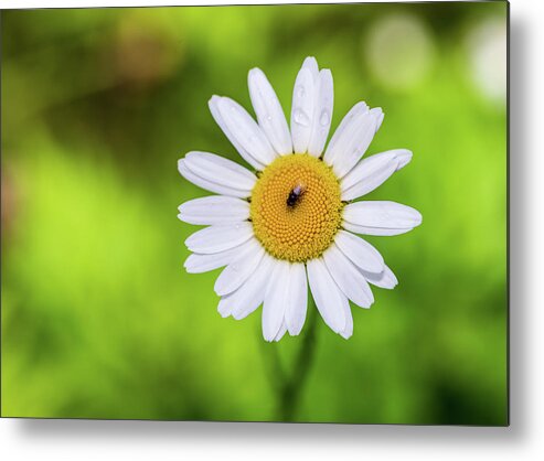 Flowers Metal Print featuring the photograph Flowers and Insects - Nature Photography by Amelia Pearn