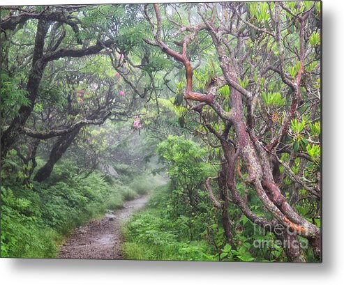 Craggy Gardens Metal Print featuring the photograph Forest Fantasy by Blaine Owens