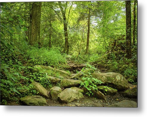 Forest Pathway Metal Print featuring the photograph Forest by Rebecca Herranen