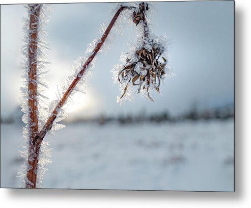 Frost Metal Print featuring the photograph Frost On A Winter Annual by Karen Rispin