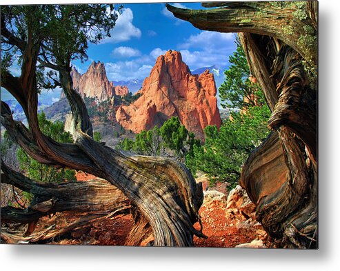 Garden Of The Gods Metal Print featuring the photograph Garden framed by twisted Juniper Trees by John Hoffman