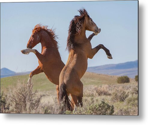Horse Metal Print featuring the photograph Glorious Stallions by Kent Keller