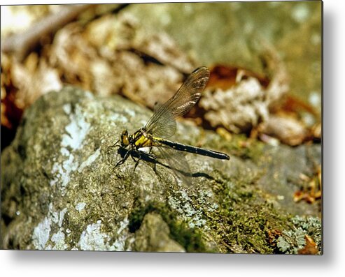 S_7ab3a5hkf032 Metal Print featuring the photograph Golden Dragonfly on a moss and Lichen Covered Rock by Douglas Barnett