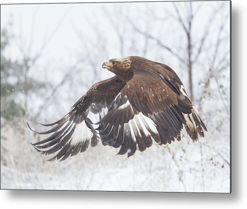 Eagle Metal Print featuring the photograph Golden Eagle In Winter by CR Courson