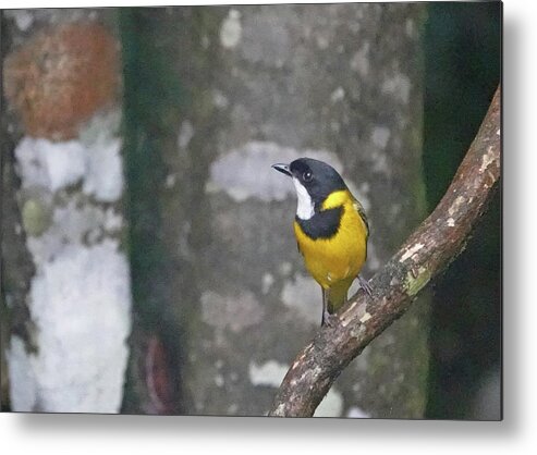 Animals Metal Print featuring the photograph Golden Whistler Perched by Maryse Jansen