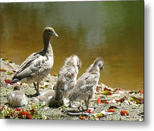 Ducks Metal Print featuring the photograph Good Ducklings by Maryse Jansen