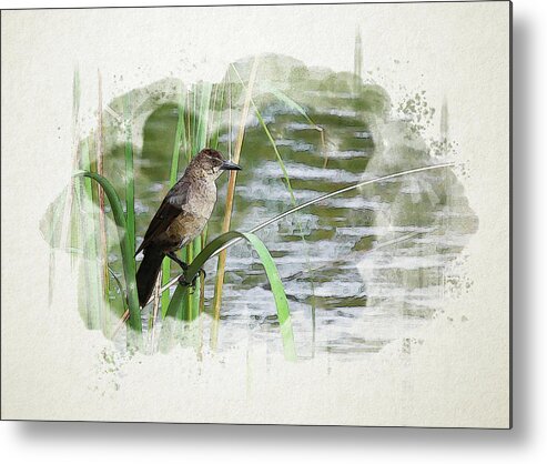 Grackle Metal Print featuring the digital art Grackle by the Lake by Alison Frank